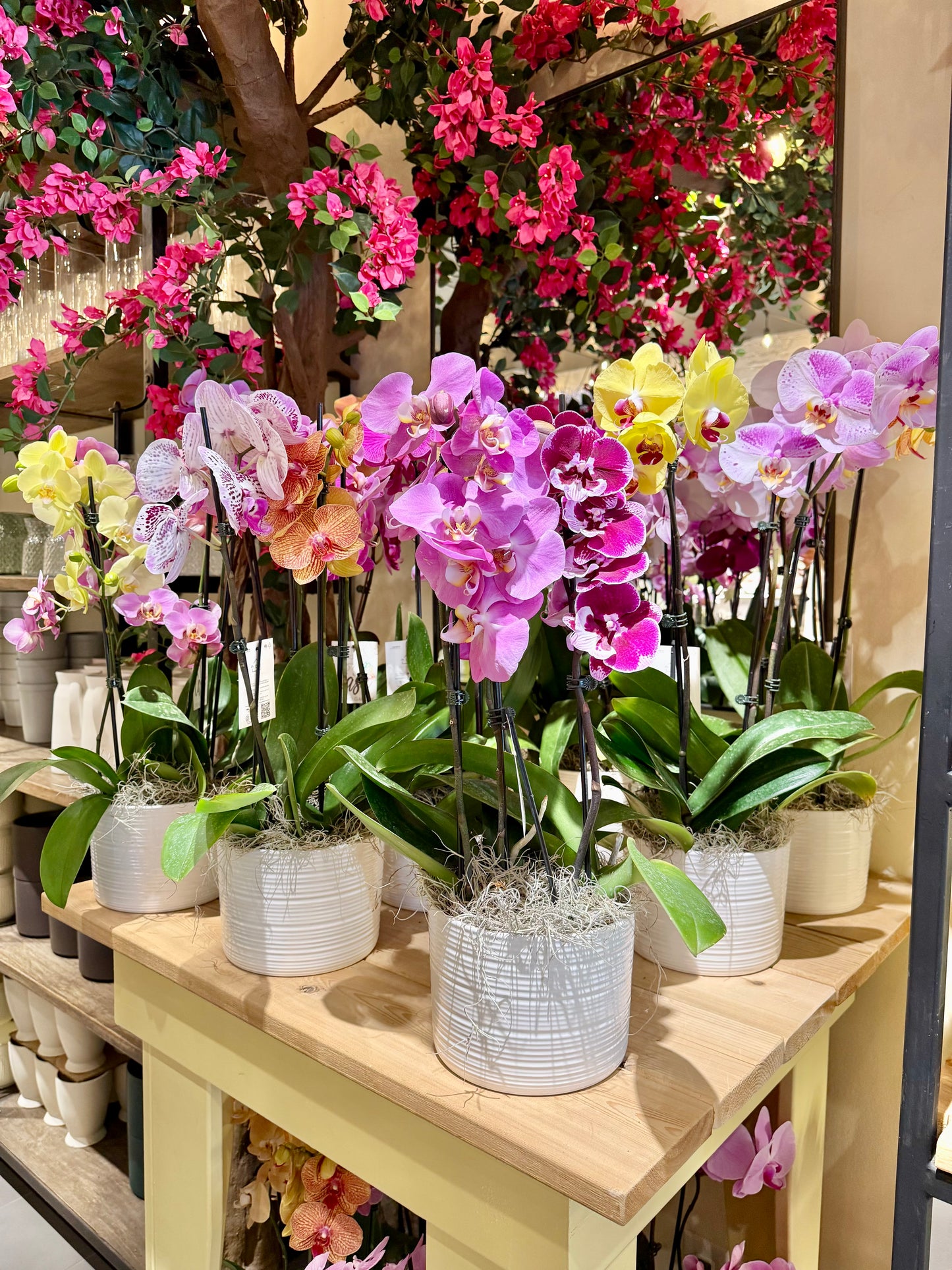 Colourful Orchid Garden - Upright