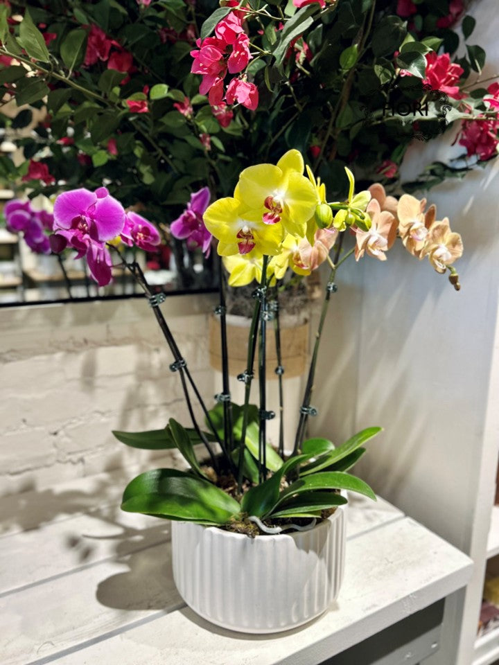 Colourful Orchid Garden - Upright