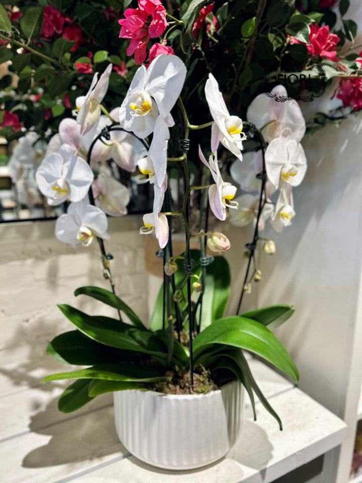 Orchid Garden - Luxury Waterfall
