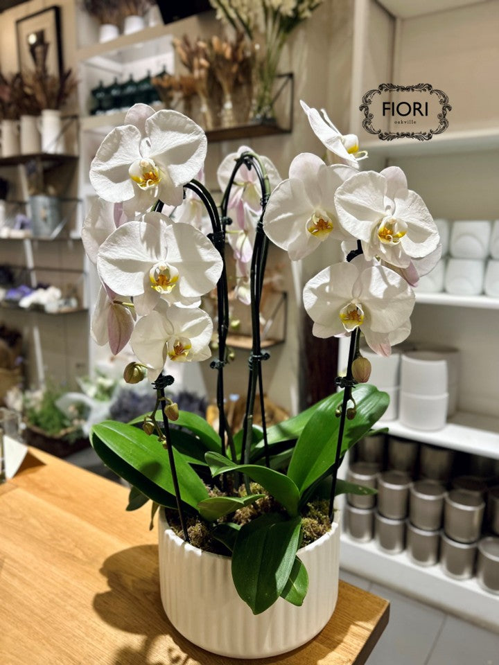 Orchid Garden - Luxury Waterfall