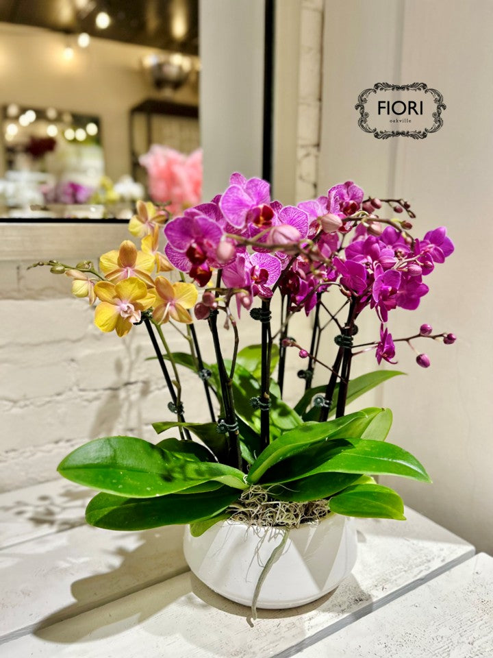 Assorted Mini Orchid Garden - White Container