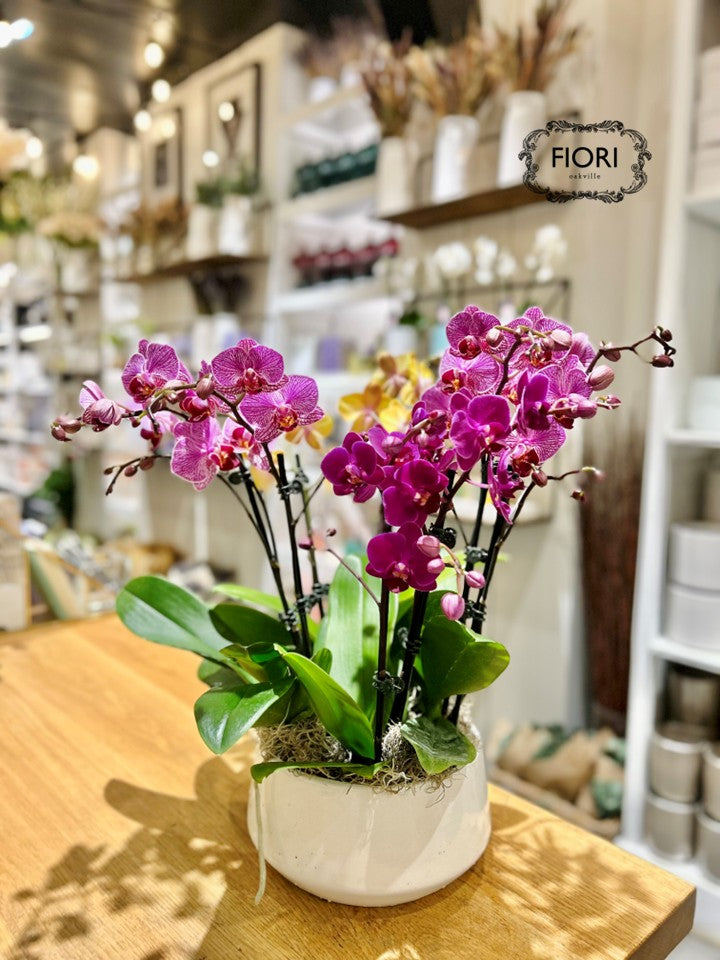 Assorted Mini Orchid Garden - White Container