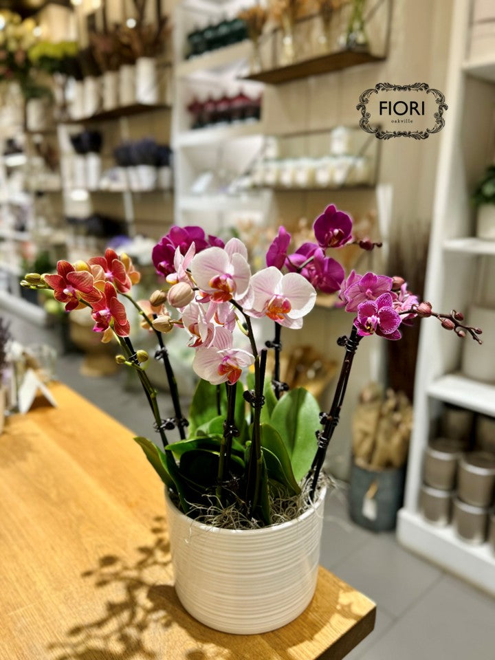 Assorted Mini Orchid Garden - White Container