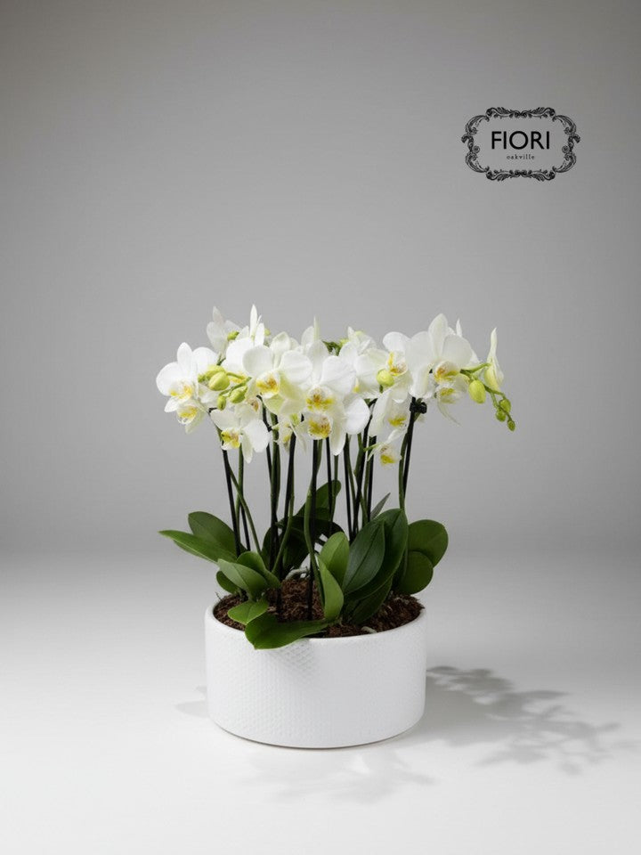 Mini White Zen - Orchid Garden