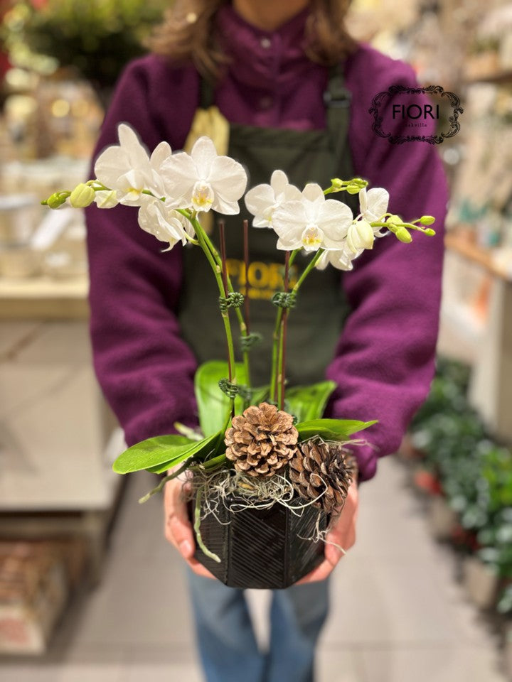 Tuxedo - Mini Orchid Garden