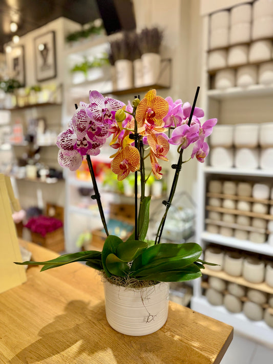 Colourful  Orchid Garden - Upright