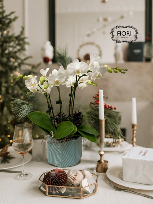 Winter Icicles - Mini Orchid Garden