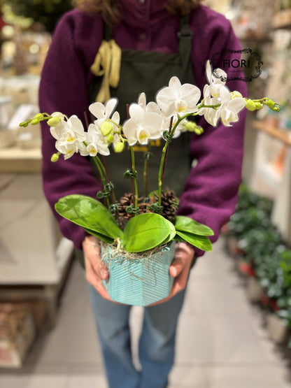 Winter Icicles - Mini Orchid Garden