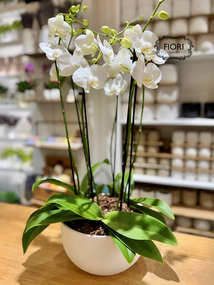 Orchid Garden - Luxury Upright