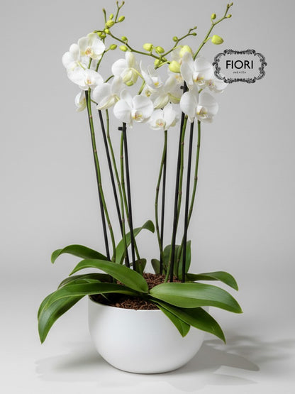 Orchid Garden - Luxury Upright