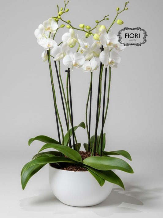 Orchid Garden - Luxury Upright