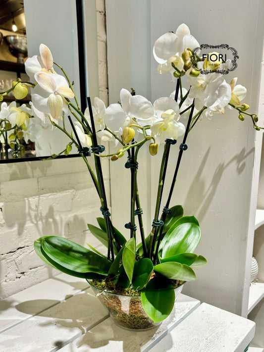 Orchid Garden - Luxury Upright