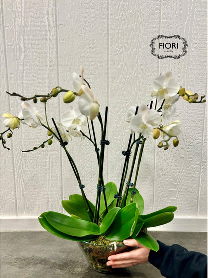 Orchid Garden - Luxury Upright