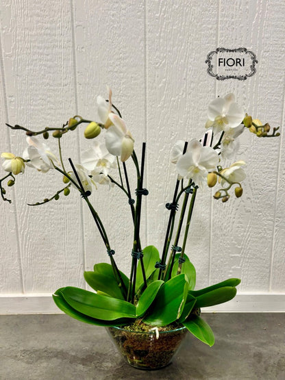 Orchid Garden - Luxury Upright
