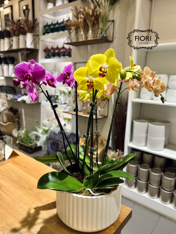 Colourful  Orchid Garden - Upright