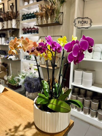 Colourful  Orchid Garden - Upright