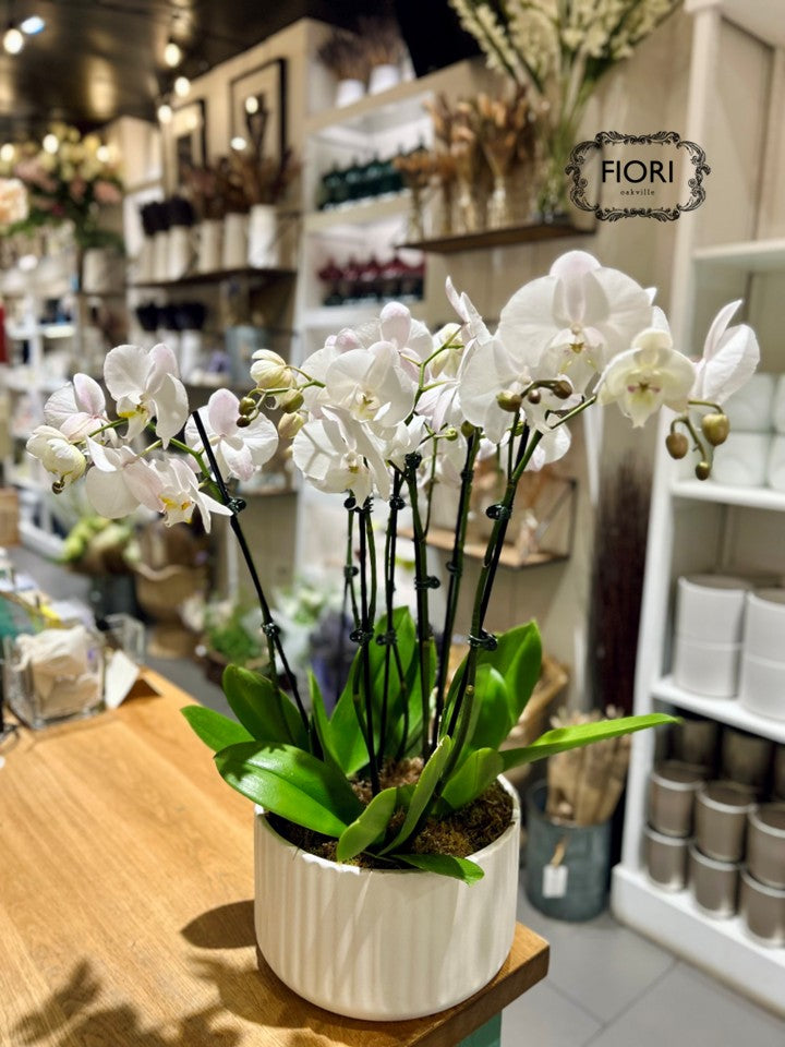 Orchid Garden - Luxury Upright