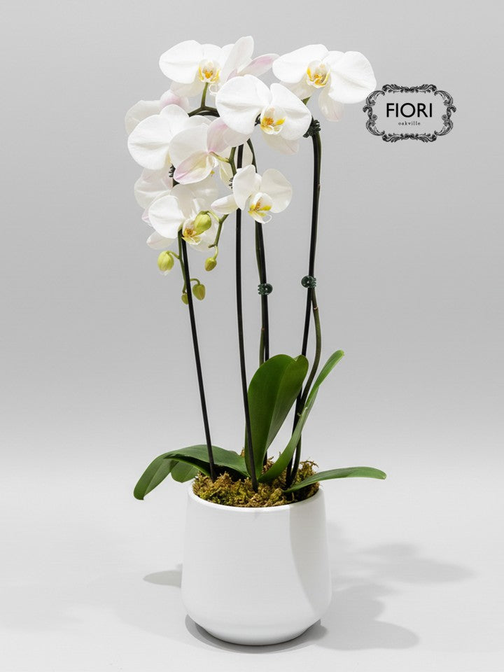 Woolly Mammoth Double Waterfall Orchid