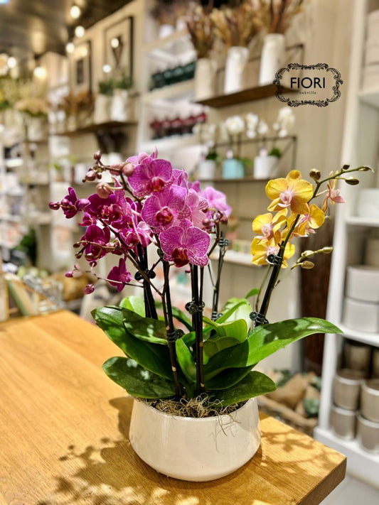 Assorted Mini Orchid Garden - White Container