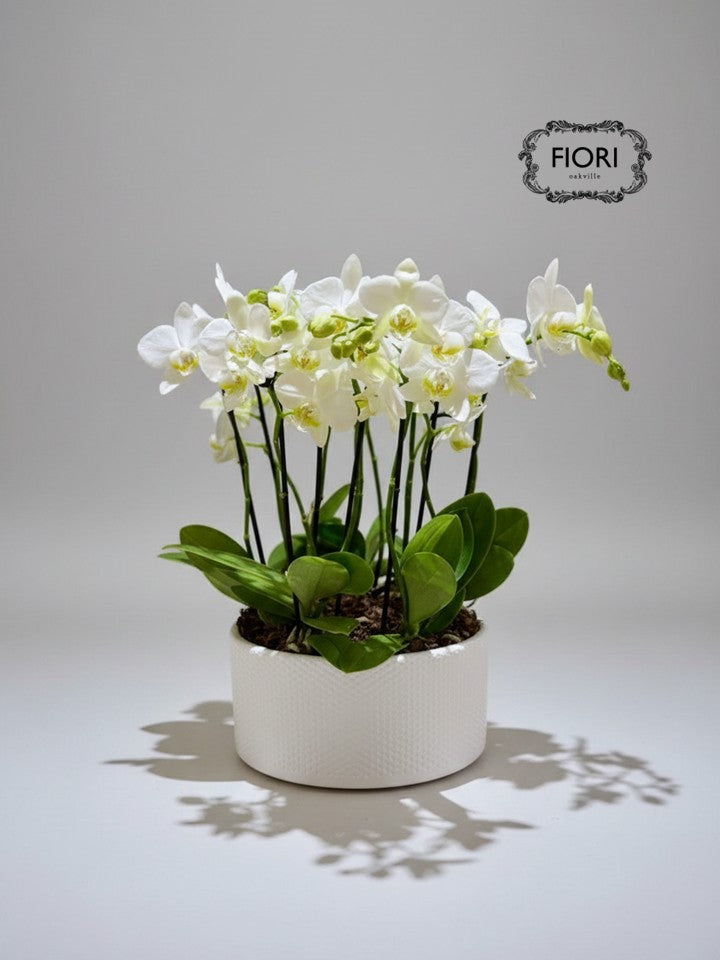 Mini White Zen - Orchid Garden