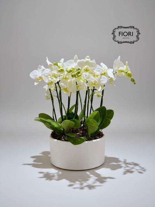 Mini White Zen - Orchid Garden