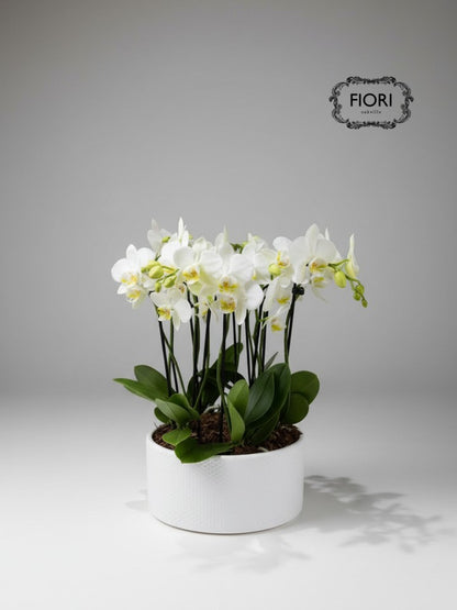 Mini White Zen - Orchid Garden