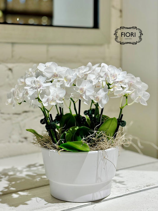 Mini White Zen - Orchid Garden