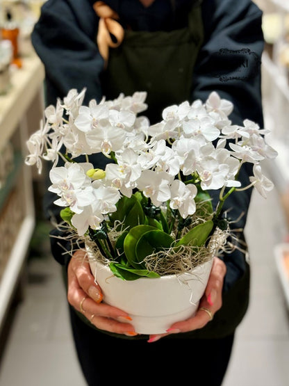 Mini White Zen - Orchid Garden
