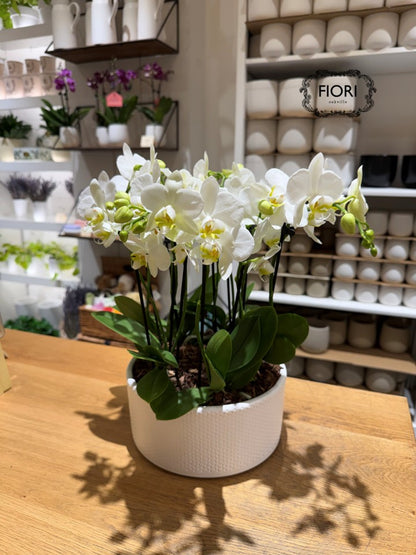 Mini White Zen - Orchid Garden