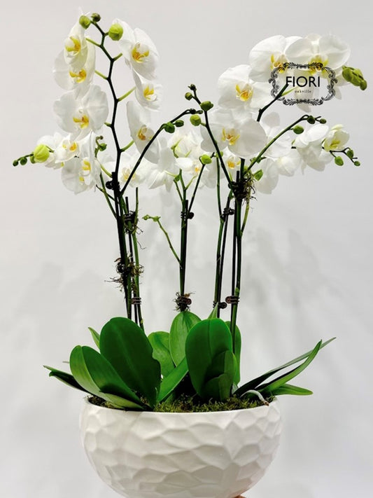 THE WOW FACTOR - Upright Orchid - White