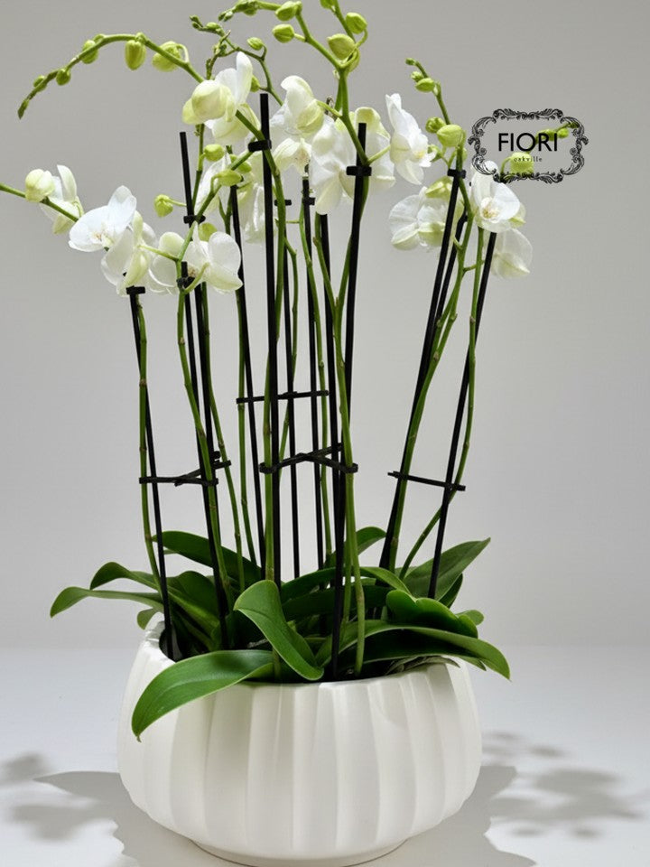 THE WOW FACTOR - Upright Orchid - White