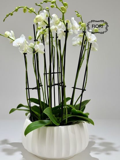 THE WOW FACTOR - Upright Orchid - White