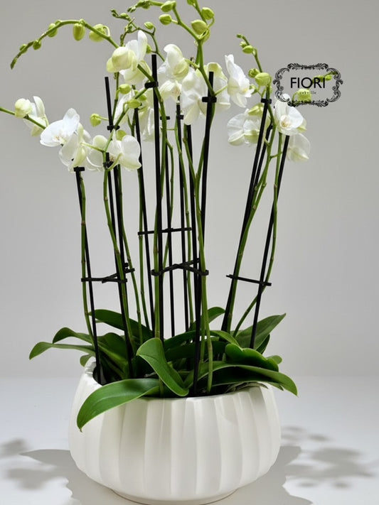 THE WOW FACTOR - Upright Orchid - White