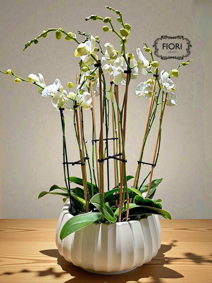 THE WOW FACTOR - Upright Orchid - White