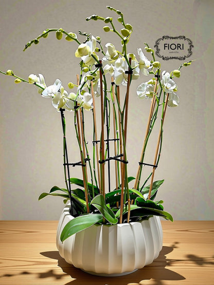 THE WOW FACTOR - Upright Orchid - White