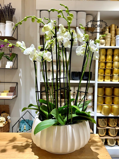THE WOW FACTOR - Upright Orchid - White