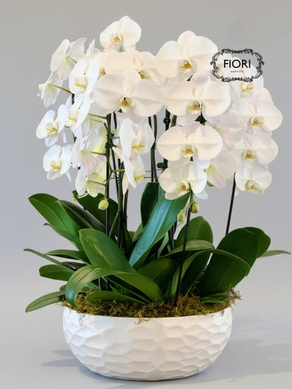 THE WOW FACTOR - Waterfall Orchid