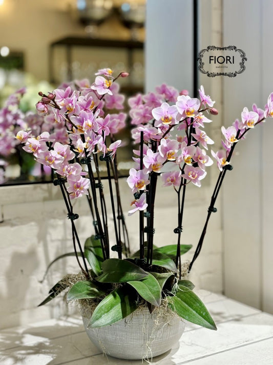 Plums & Peaches - Orchid Garden