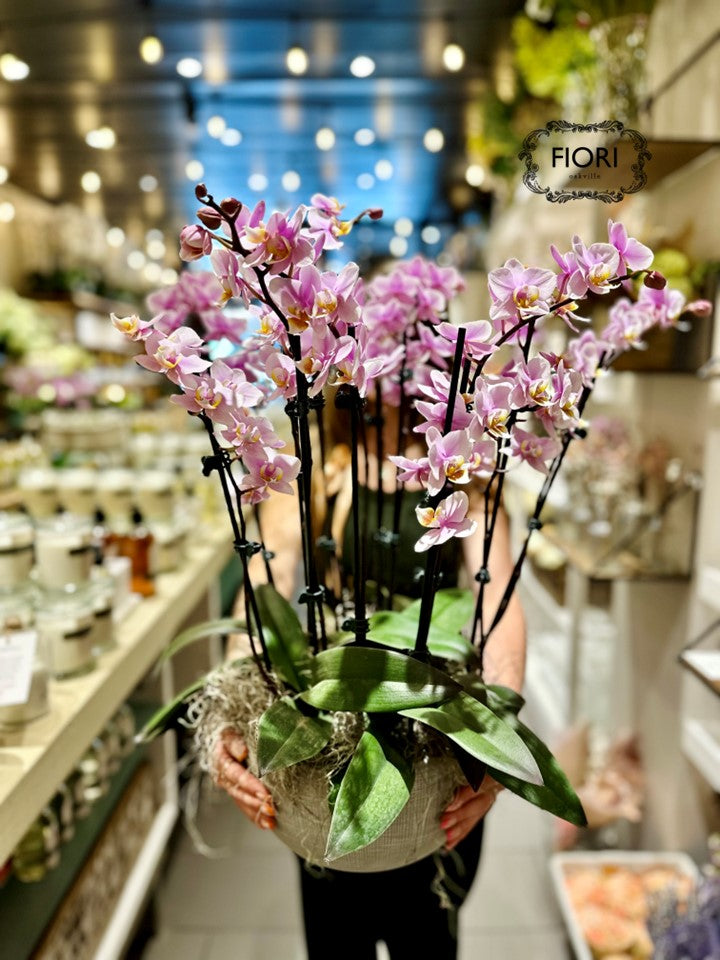 Plums & Peaches - Orchid Garden