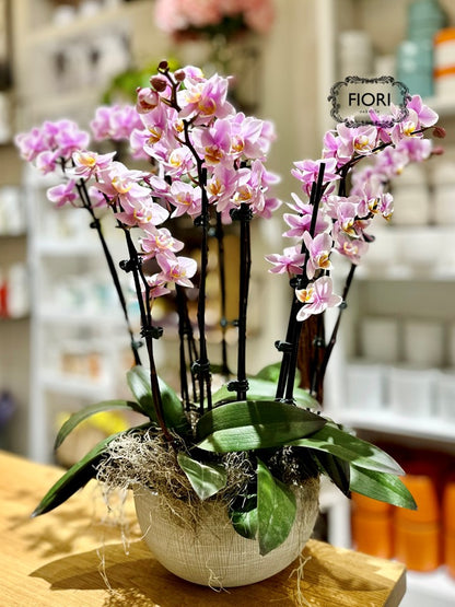 Plums & Peaches - Orchid Garden