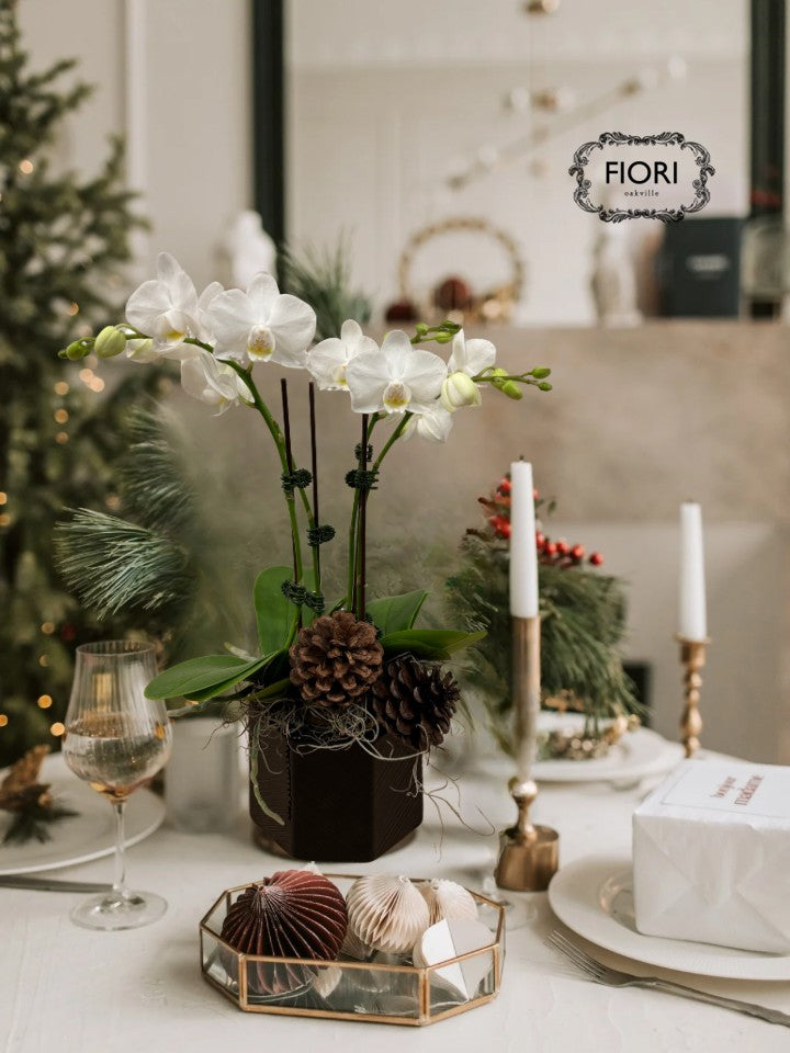 Tuxedo - Mini Orchid Garden