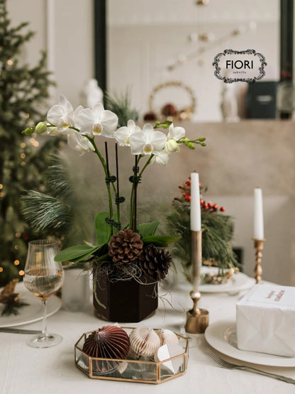 Tuxedo - Mini Orchid Garden