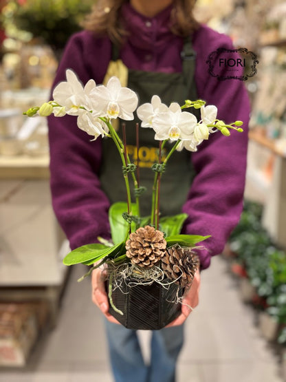 Tuxedo - Mini Orchid Garden