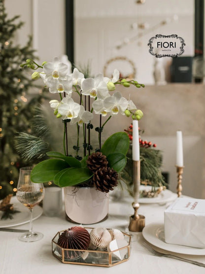 Winter Icicles - Mini Orchid Garden