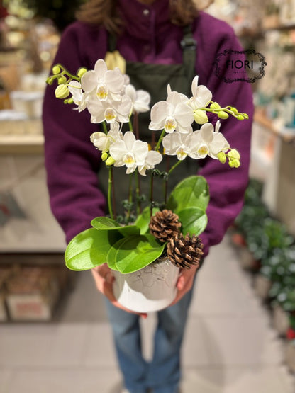 Winter Icicles - Mini Orchid Garden