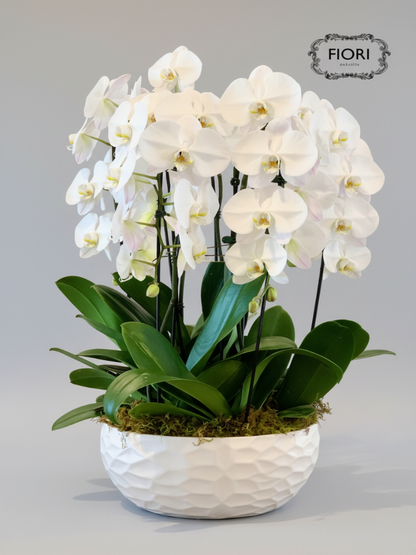 THE WOW FACTOR - Waterfall Orchid