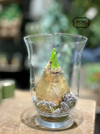 Festive Amaryllis in a Vase