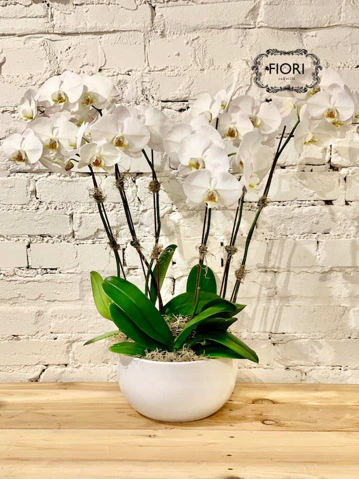 FIORI Oakville florist. Order orchids, plants online delivery Oakville, Burlington, Mississauga, Toronto, Milton, Hamilton