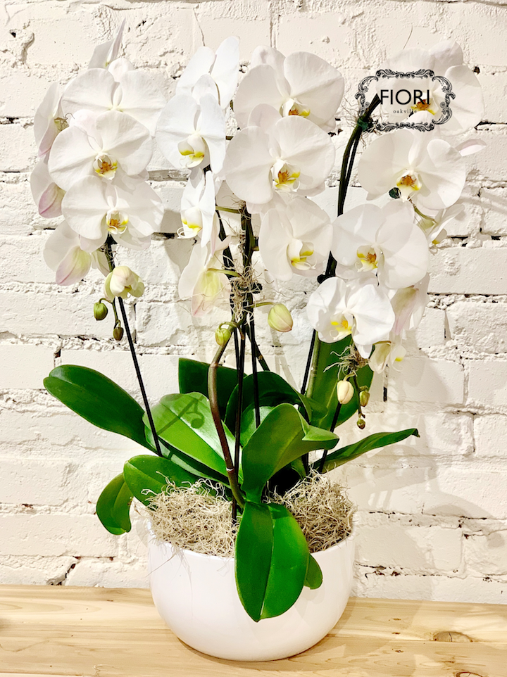 FIORI Oakville florist. Order orchids, plants scented candles delivery Oakville, Burlington, Mississauga, Toronto, Milton, Hamilton