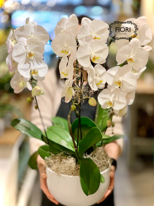 FIORI Oakville florist. Order orchids, plants scented candles delivery Oakville, Burlington, Mississauga, Toronto, Milton, Hamilton